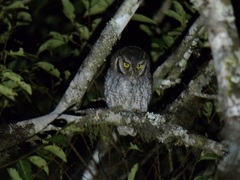 Megascops sanctaecatarinae