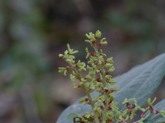 Mallotus philippensis