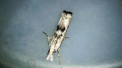 Microcrambus