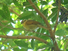 Anabacerthia lichtensteini