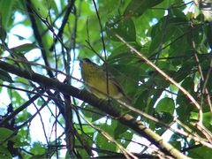 Dysithamnus stictothorax