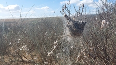 Stegodyphus dumicola