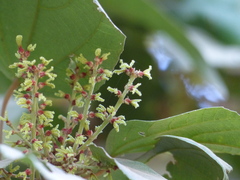 Mallotus philippensis