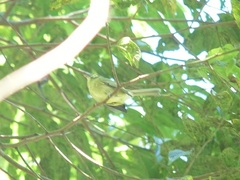 Phylloscartes oustaleti