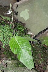 Streptocarpus pentherianus