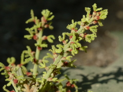 Mallotus philippensis