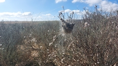 Stegodyphus dumicola