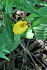 Cypripedium parviflorum pubescens