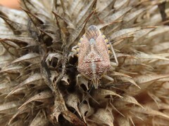 Agonoscelis versicoloratus