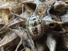 Agonoscelis versicoloratus