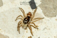 Menemerus semilimbatus