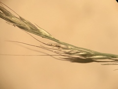Muhlenbergia tenuiflora