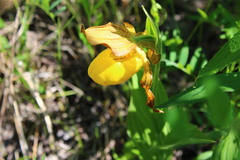 Cypripedium parviflorum pubescens
