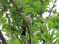 Laniarius ferrugineus