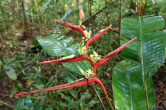 Heliconia acuminata