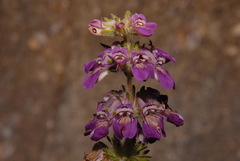 Collinsia tinctoria
