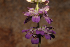 Collinsia tinctoria