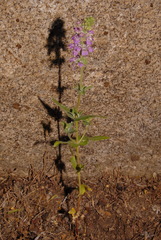 Collinsia tinctoria