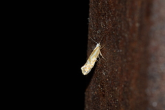 Argyresthia canadensis