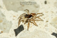 Menemerus semilimbatus