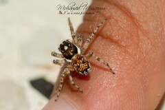 Menemerus semilimbatus