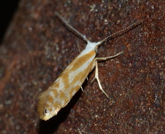 Argyresthia canadensis