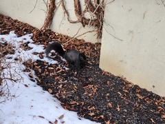 Sciurus carolinensis