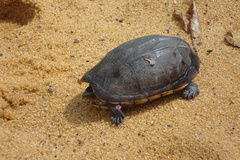Kinosternon scorpioides