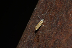 Argyresthia canadensis