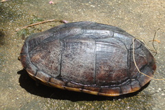 Kinosternon scorpioides