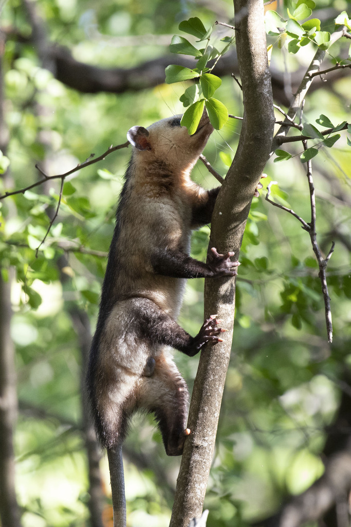 Common Opossum