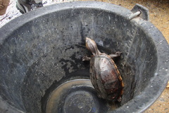 Kinosternon scorpioides