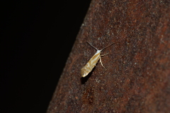 Argyresthia canadensis