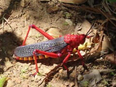 Phymateus morbillosus