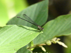 Argia translata