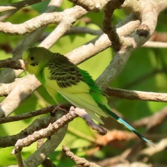 Melopsittacus undulatus domesticus
