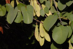 Cercis occidentalis