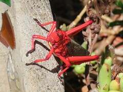 Phymateus morbillosus