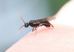 Myrmecina graminicola