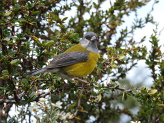 Phrygilus patagonicus