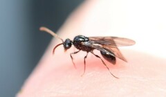 Myrmecina graminicola