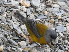 Phrygilus patagonicus