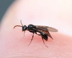 Myrmecina graminicola