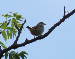 Coccopygia melanotis