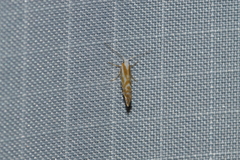 Argyresthia canadensis