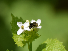 Platycheirus scutatus