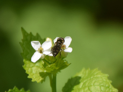 Platycheirus scutatus
