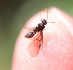 Myrmecina graminicola