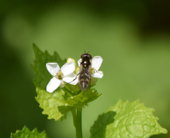 Platycheirus scutatus