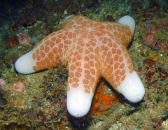Choriaster granulatus
